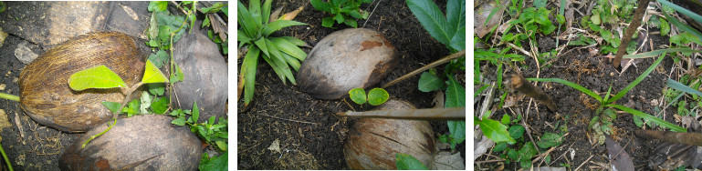 Images of newly planted tree seedlings