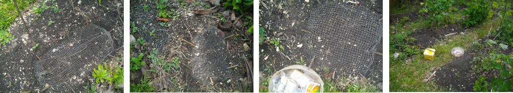 Images of seeds sown under wire mesh as protection from
        chickens