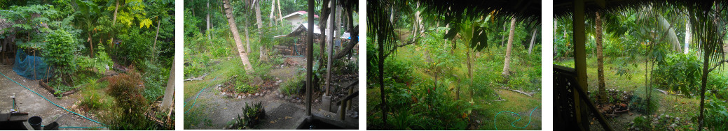 Images of an early tropical garden morning after rain in
        the night