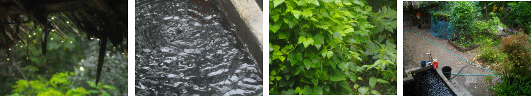 Images of light tropical rain