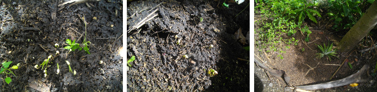 Images of sprouting seedlings in
        tropical garden