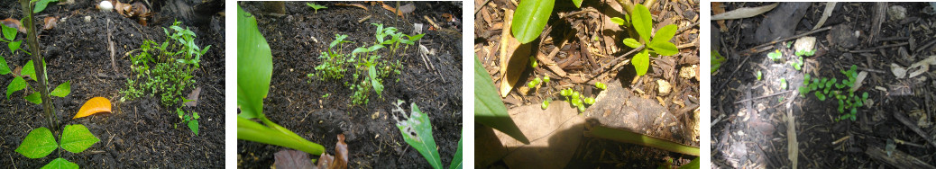 Images of newly sprouted seedlings in
        tropical garden