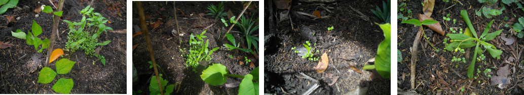 Images of young seedlings growing in
        tropical garden