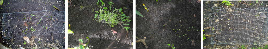 Images of seedlings sown in tropical garden