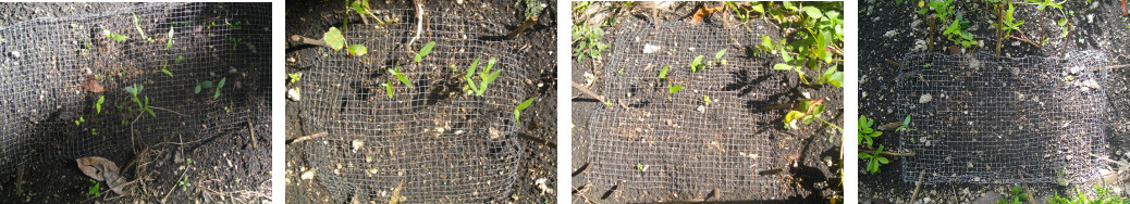 Images of seedlings sprouting in
        protected patches in tropical garden