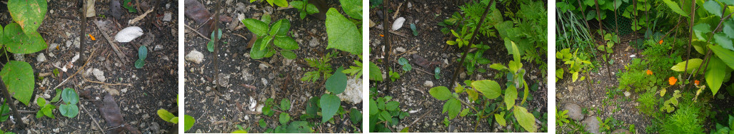 Images of seedlings in tropical backyard garden