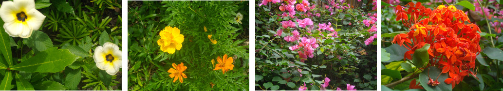 Images of September flowers in tropical garden
