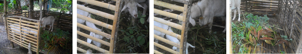 Images of goats in a tropical backyard pen