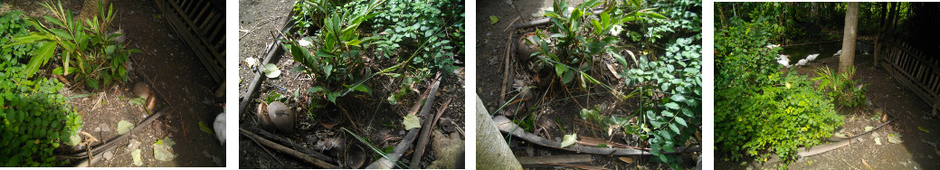 Images of tidied up area in tropical garden
