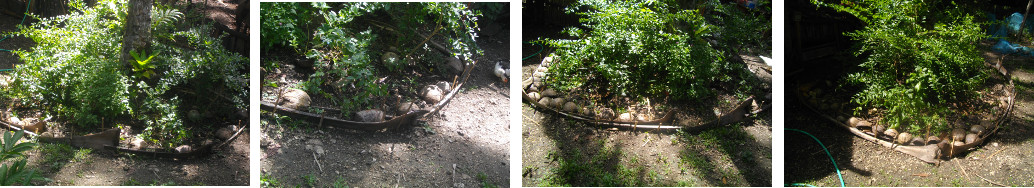 Images of garden patch with tidy border made from
        coconut branch