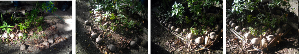 Images of tropical garden patch before and after being
        tidied up