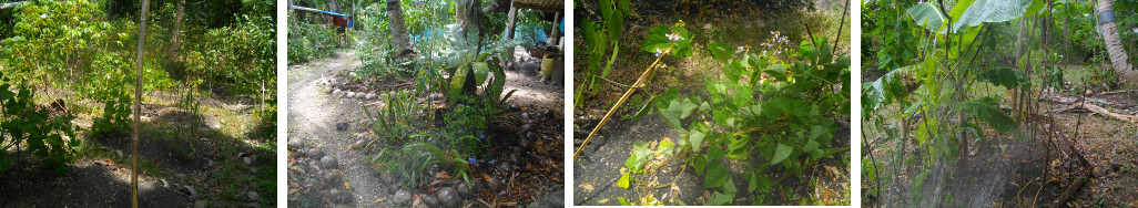 Images of tropical garden being
        watered Sept 2016