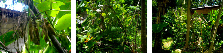 Images of beans growing in tropical
        garden