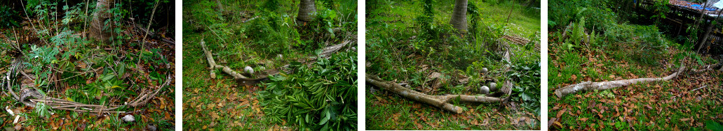 Images of debris from chopped Chesa tree