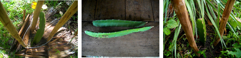 Images of Dragon Fruit Cuttings before
        and after planting