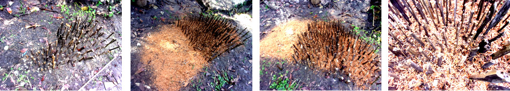 Images of seeds sown on a bed of
        sticks to keep chickens and ducks away