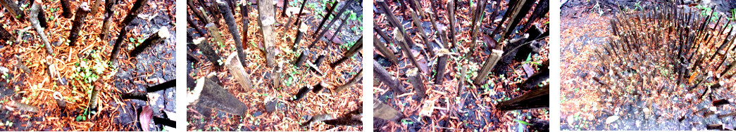 Images of crops growing amid sticks intended to keep
        chickens away