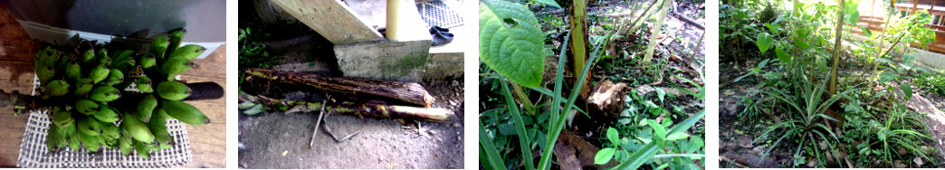 Images of newly harvested tropical
        backyard bananas