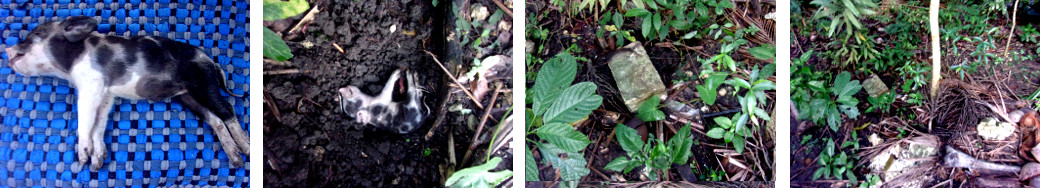 Images of burial of dead tropical
        backyard piglet