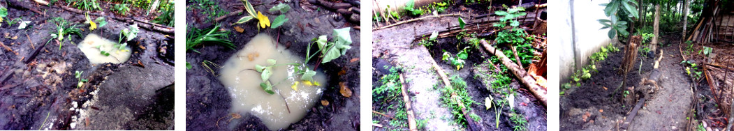 Images of trpical backyard Rain garden
        preventing flooding