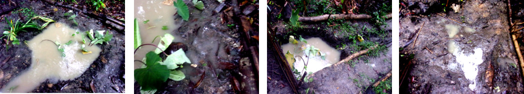 Images of excess water in tropical
        backyard Rain Garden