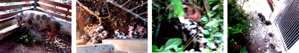 Images of tropical backyard sown and piglets enjoying
        life