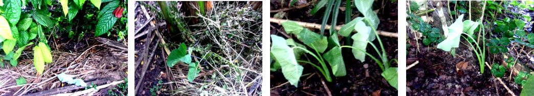 Images of newly planted Gabi
            (Taro)