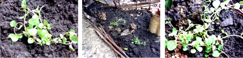 Images of trpical backyard plants after replanting