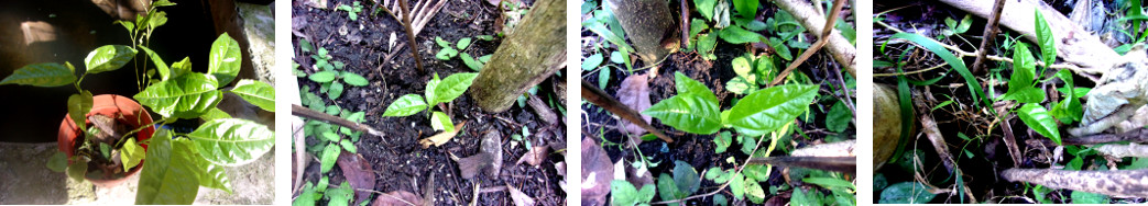 Images of newly planted passion fruit seedlings