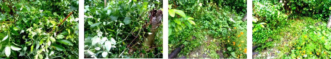 Images of unruly tropicl garden being
        trimmed back