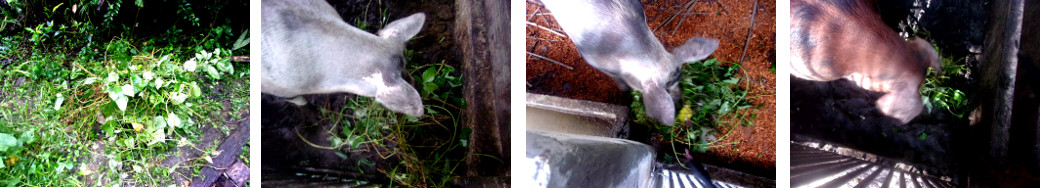 Images of tropical backyard pigs eating weeds