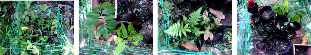 Images of tropical backyard plant nursary being
            tidied up