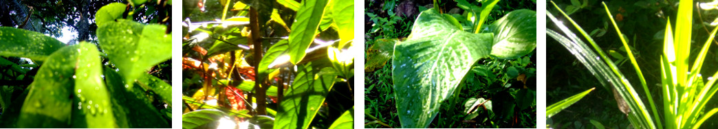 Images of tropical backyard after rain in the night