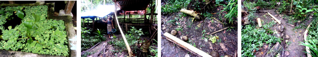 Images of effects of tropical rain in
        the night