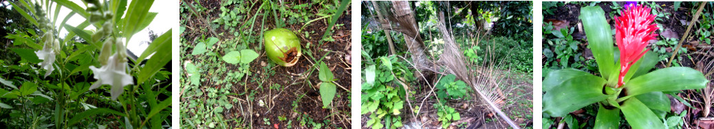 Images of effects of night rain in a tropical backyard