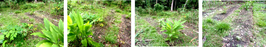 Images of tropical backyard garden
        patch being tidied up