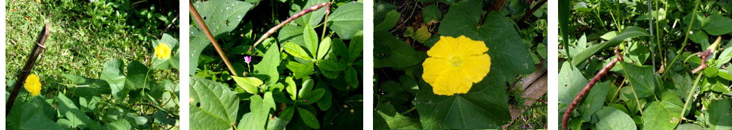 Images of plants growing in tropical
        backyard