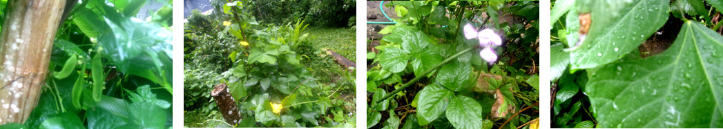 Images of tropical backyard garden after storm in the
        night