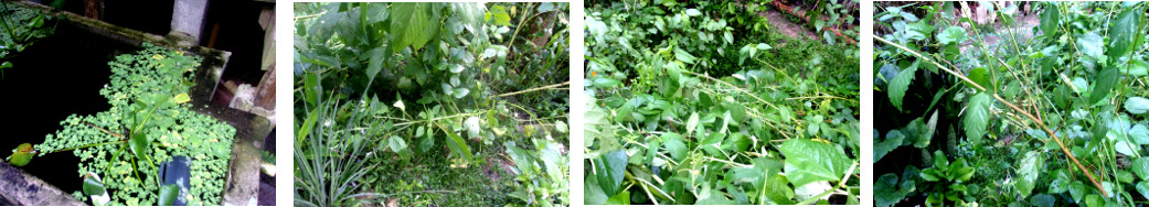 Images of tropical backyard after night rain