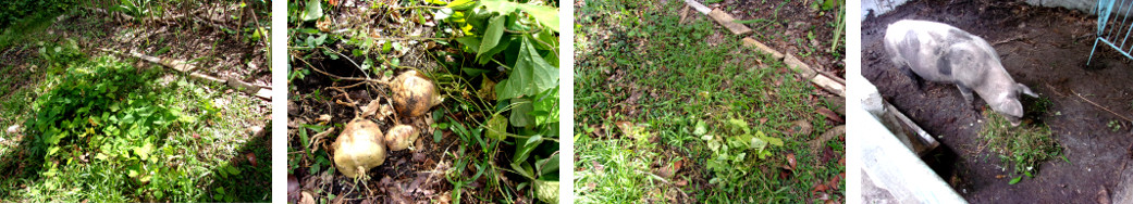 Images of tropical backyard patch being cleared for
        planting onions