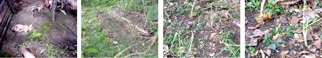 Images of tropical backyard patch cleared and planted
        with onions