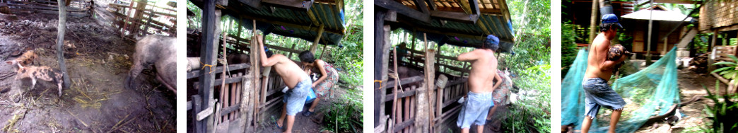 Ijmages of tropical backyard piglet being moved away
        from mother