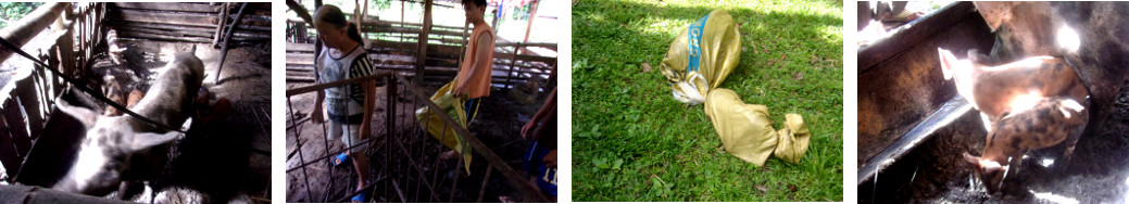 Images of tropical backyard piglets being caught by
        neighbours