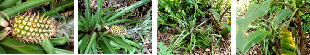 Images of pineapple growing in
        tropical backyard