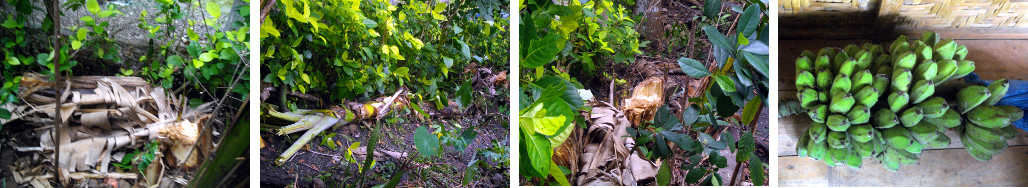 Images of harvested banana tree