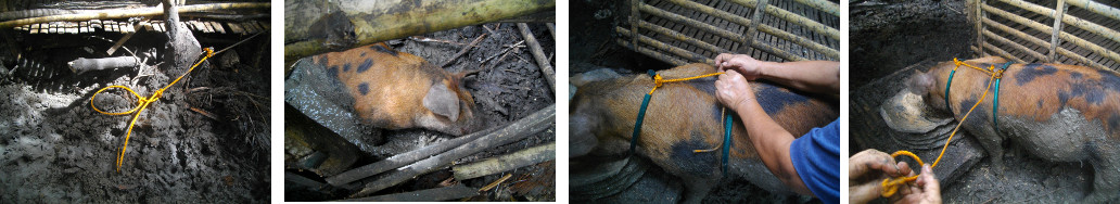 Images of tropical backyard boar being tied up with
a rope harnass