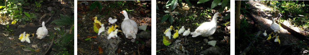 Images of newborn ducklings in
        tropical backyard