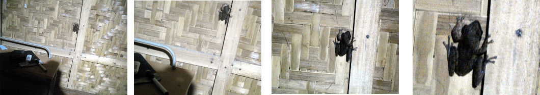 Images of frog in tropical house