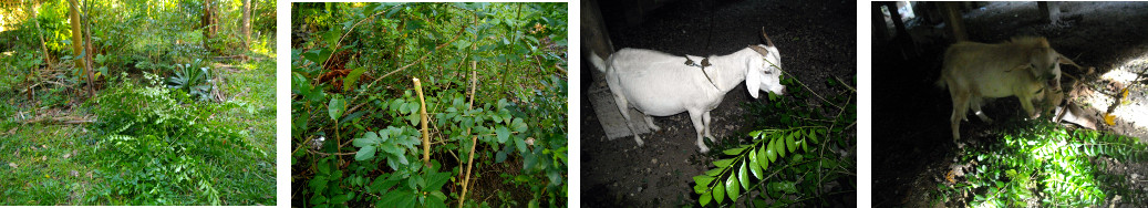 Images of garden trimmings being fed to goats