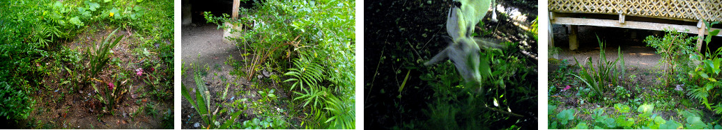 Images of tropical garden being
        trimmed and fedto goats